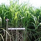 thumbnail for publication: CP 03-1912: A Sugarcane Cultivar Expanding on Sand Soil in Florida